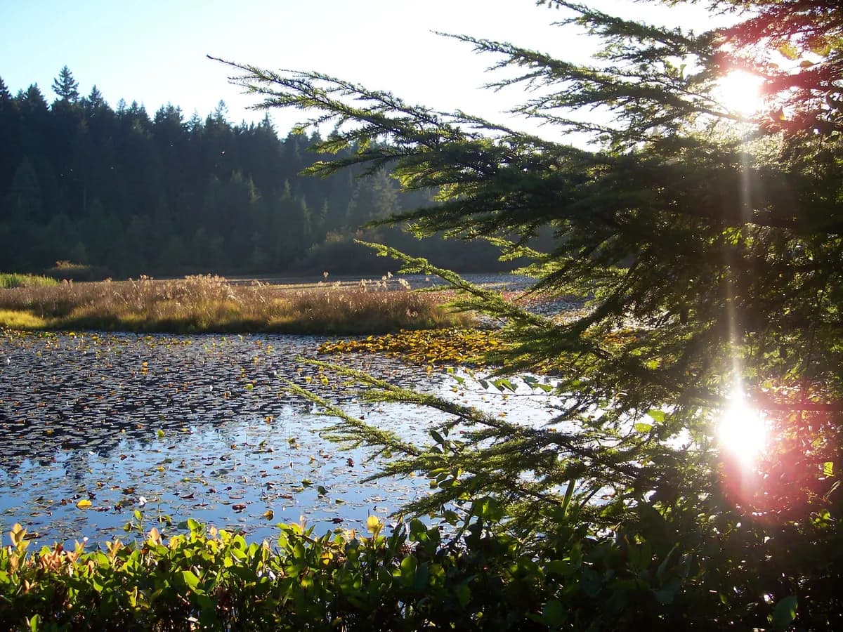 Beaver Lake with lily pads and forest under low sun
