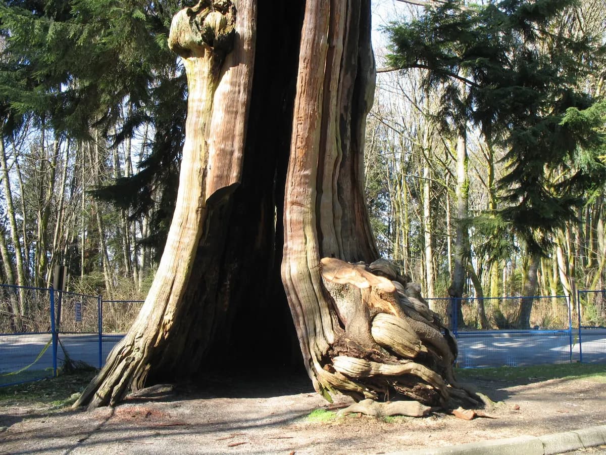 The massive hollow stump of a western red cedar beside Stanley Park Drive, photographed before its 2011 restoration