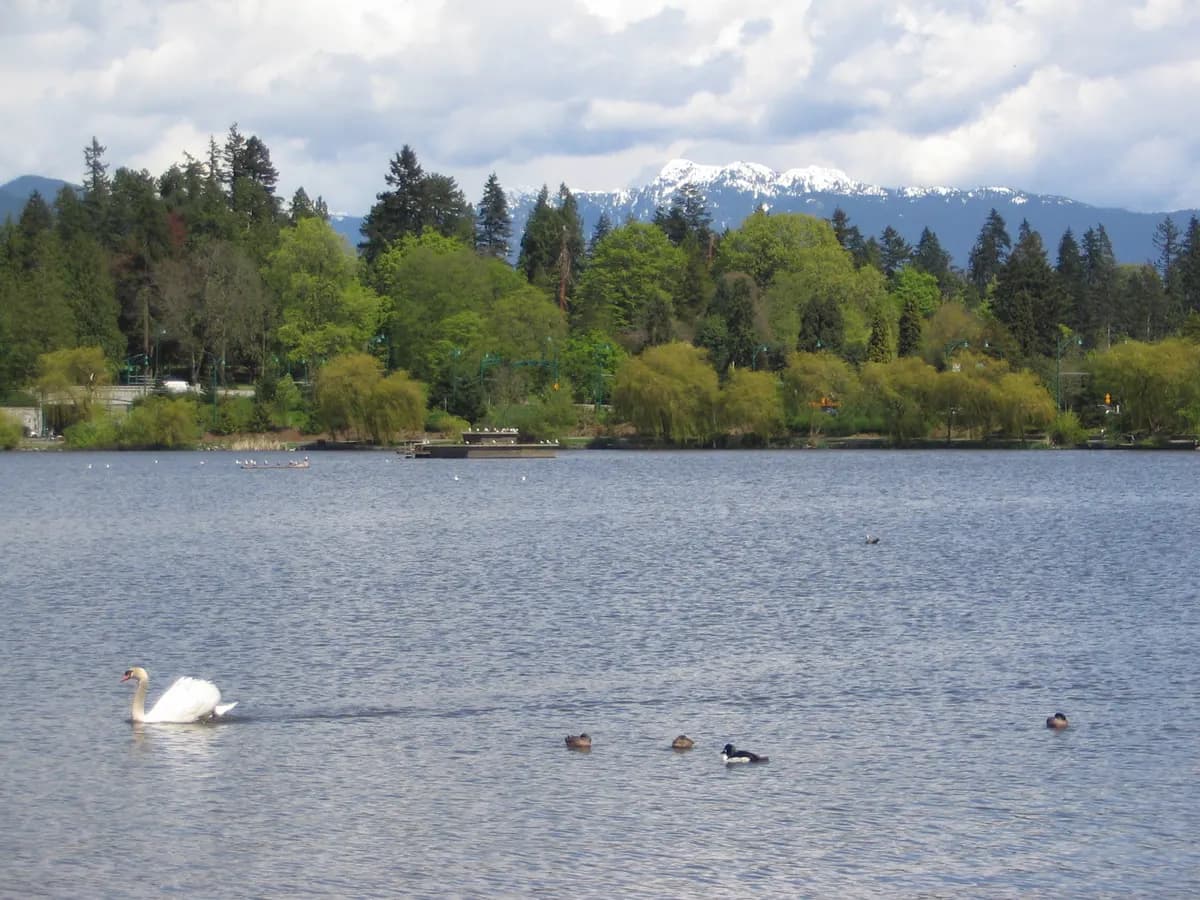 A swan and ducks on Lost Lagoon with the North Shore peaks behind