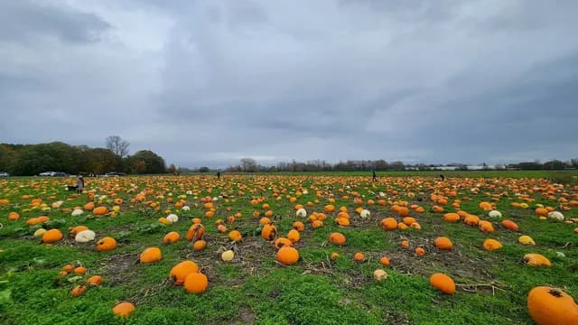 Rondriso Farms Pumpkin Patch