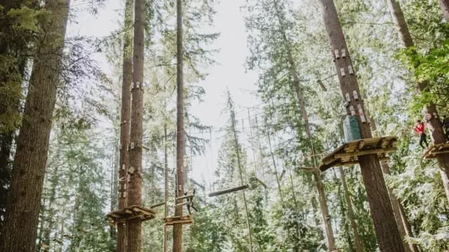 Zip and Climb at WildPlay Maple Ridge