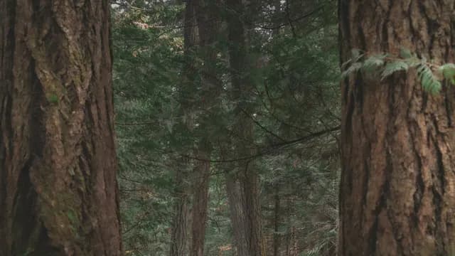 Garry Oak and Gulf Islands at John Dean Park