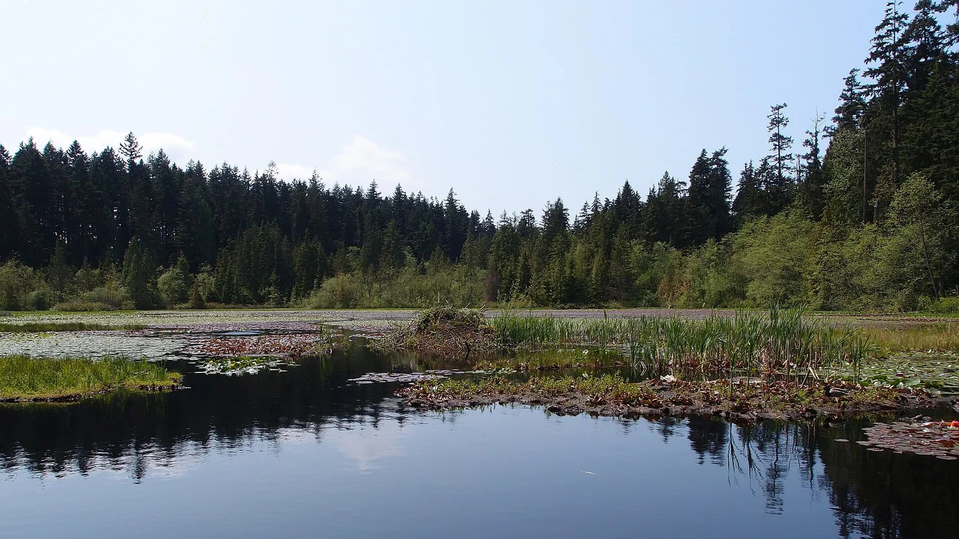 Walk Beaver Lake and the Tall Trees