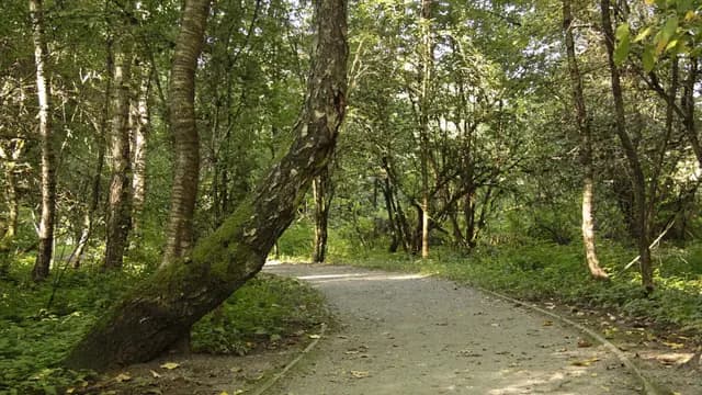 Walk the Salmon Trails at Tynehead