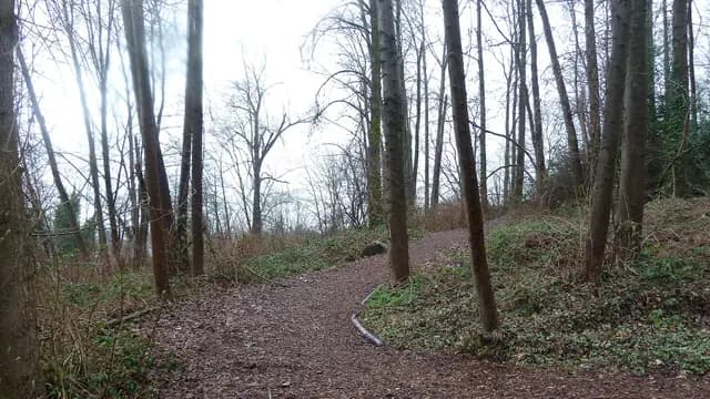 Wander the Forest at Everett Crowley Park