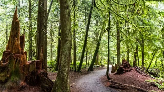 Lose Yourselves in Pacific Spirit Park