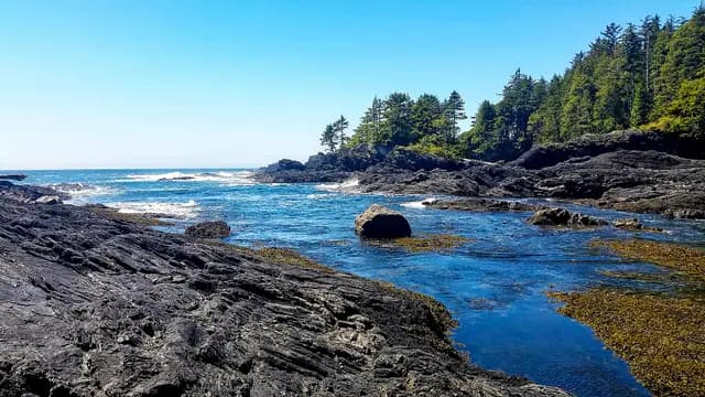 Port Renfrew: Tide Pools & Big Trees