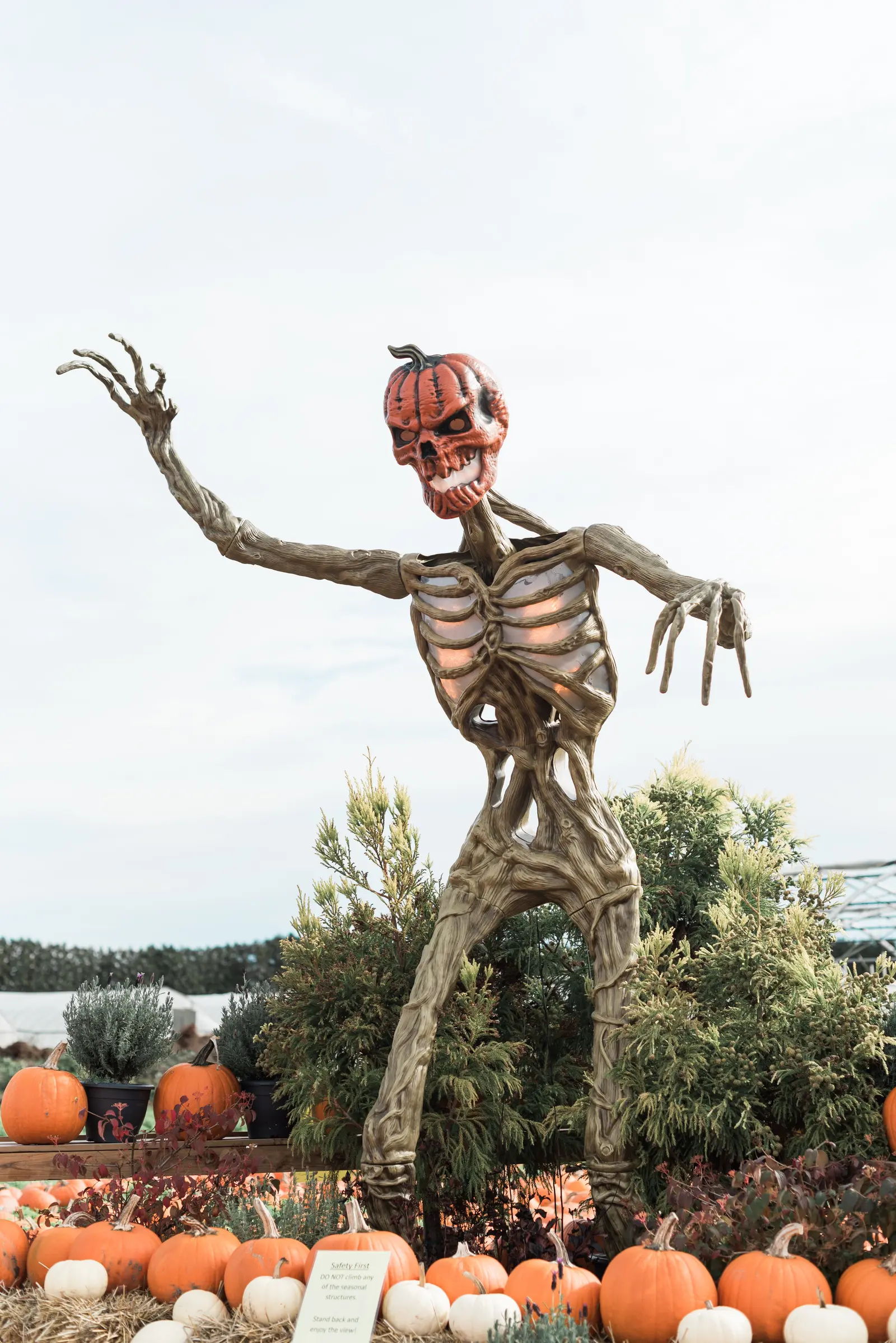 A tall skeleton figure with a pumpkin for a head stands in a field of orange pumpkins with trees behind it.