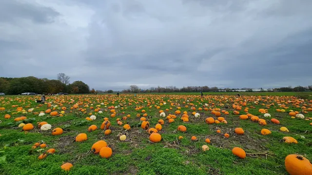 Rondriso Farms Pumpkin Patch