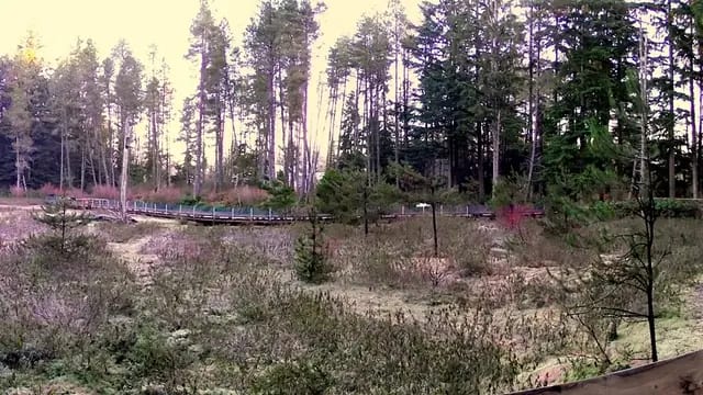 Boardwalk the Camosun Bog