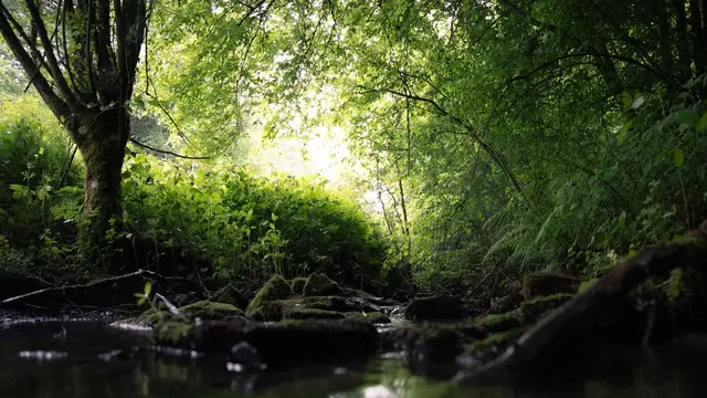 Explore Renfrew Ravine