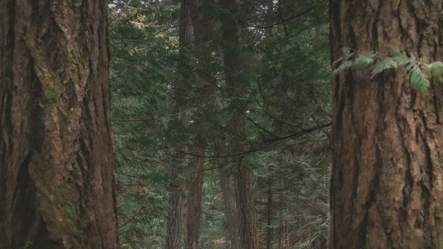 Garry Oak and Gulf Islands at John Dean Park