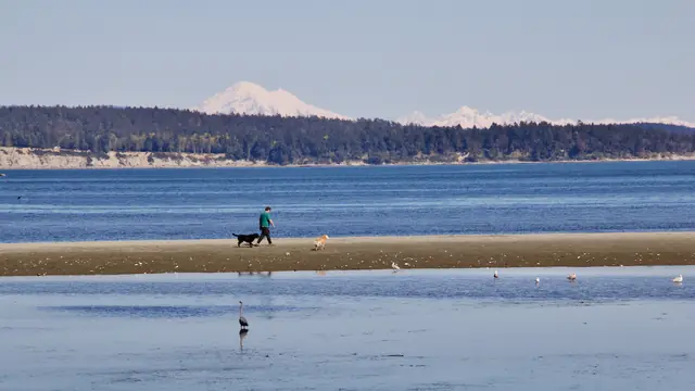 Beachcomb the Sand Flats at Island View