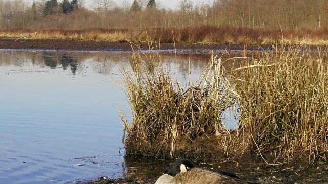 Loop the Full Lake at Burnaby Lake