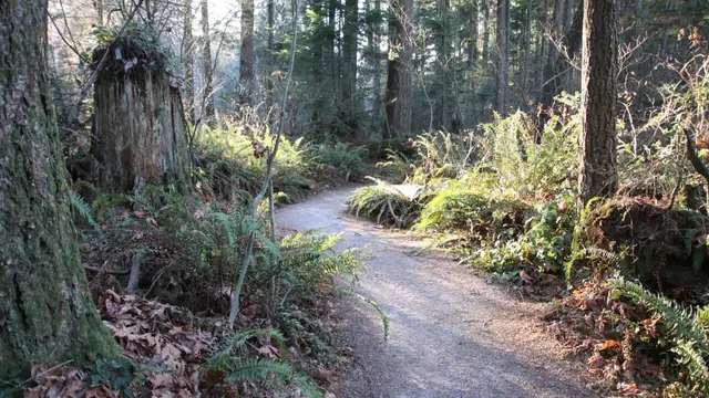 Lose Yourselves in Green Timbers Forest