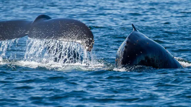 Sidney Whale Watching Tour