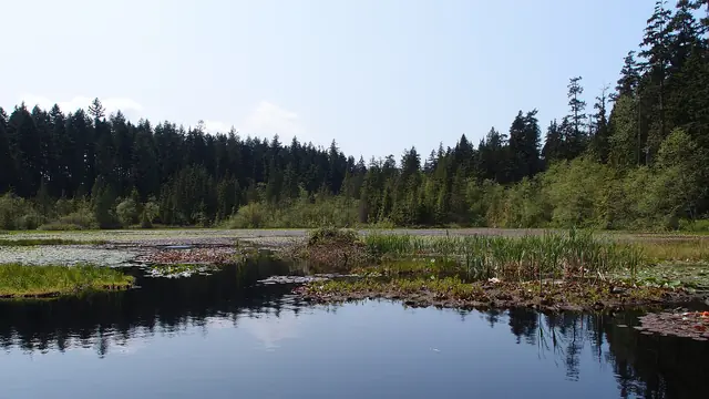 Walk Beaver Lake and the Tall Trees
