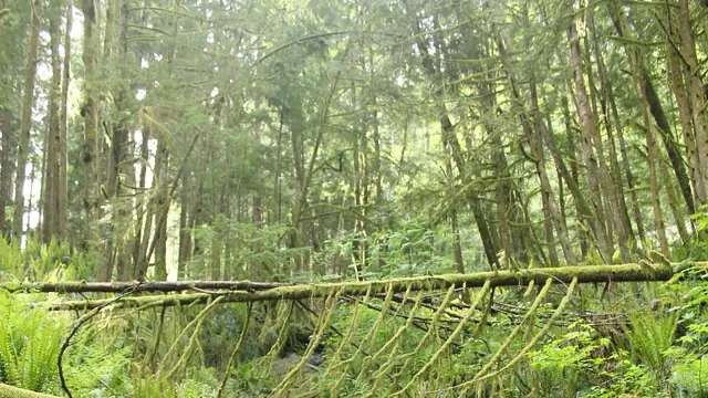 Hike Capilano Canyon to the Cleveland Dam