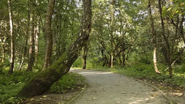 Walk the Salmon Trails at Tynehead