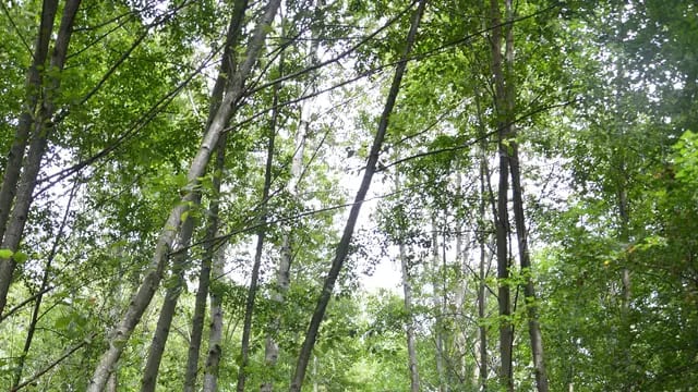 Wander the River Trails on Deas Island