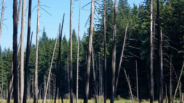 Wander the Drowned Forest at Woodhaven Swamp