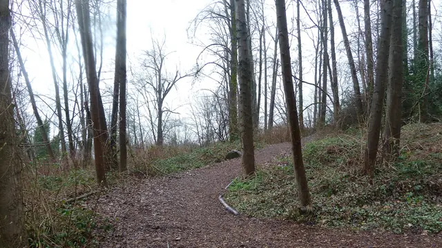 Wander the Forest at Everett Crowley Park