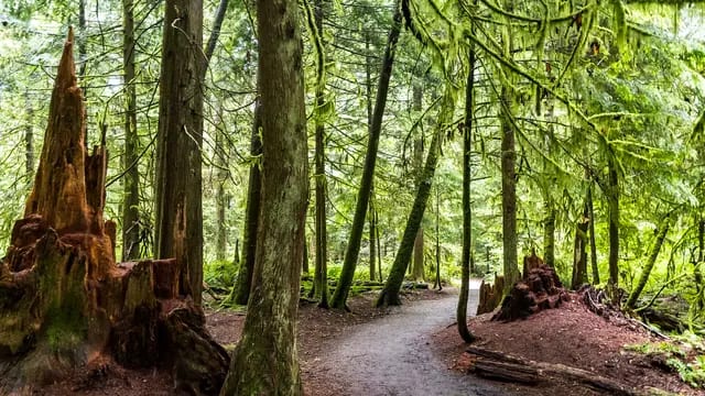 Lose Yourselves in Pacific Spirit Park