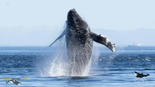 Whale Watching from Fisherman's Wharf