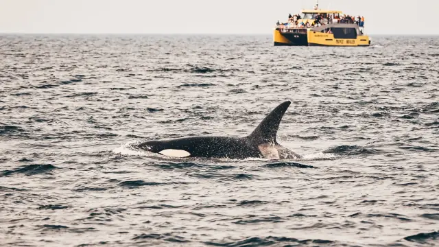Whale Watching from Granville Island