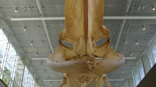 Stand Beneath the Blue Whale at the Beaty