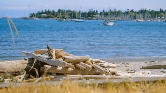 Sea Monsters & Sand at Cadboro-Gyro Park