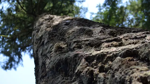 Wander the UBC Research Forest