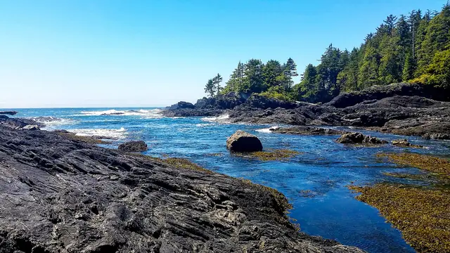 Port Renfrew: Tide Pools & Big Trees