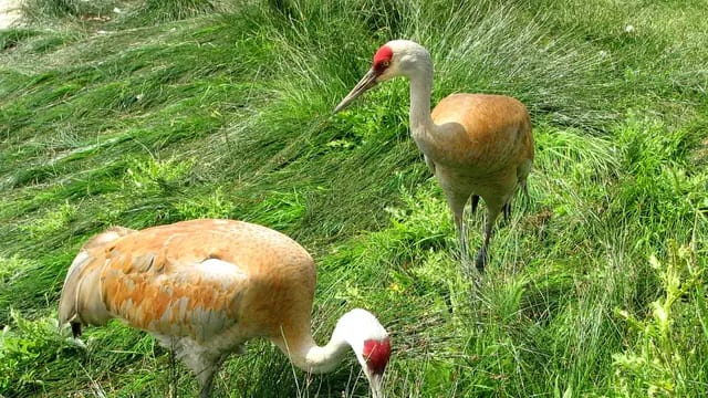 Reifel Bird Sanctuary on Westham Island