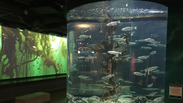 Aquarium Date at the Shaw Centre for the Salish Sea