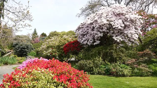 Hidden Rhododendrons at Abkhazi Garden
