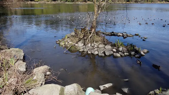 Slow Loop Around Lost Lagoon