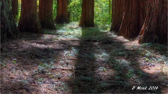 Stroll the Giant Redwoods at Redwood Park