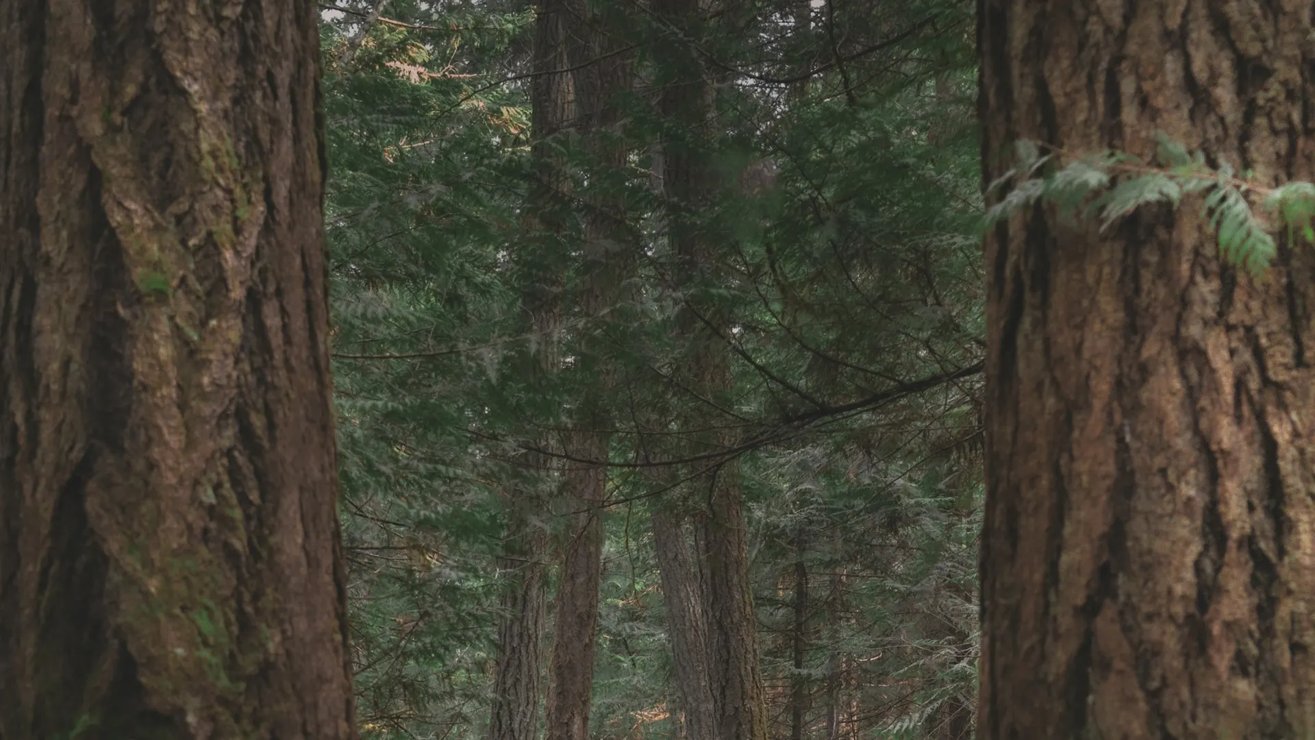 Garry Oak and Gulf Islands at John Dean Park, LAU,WELNEW John Dean Provincial Park, Dean Park Road, Victoria BC