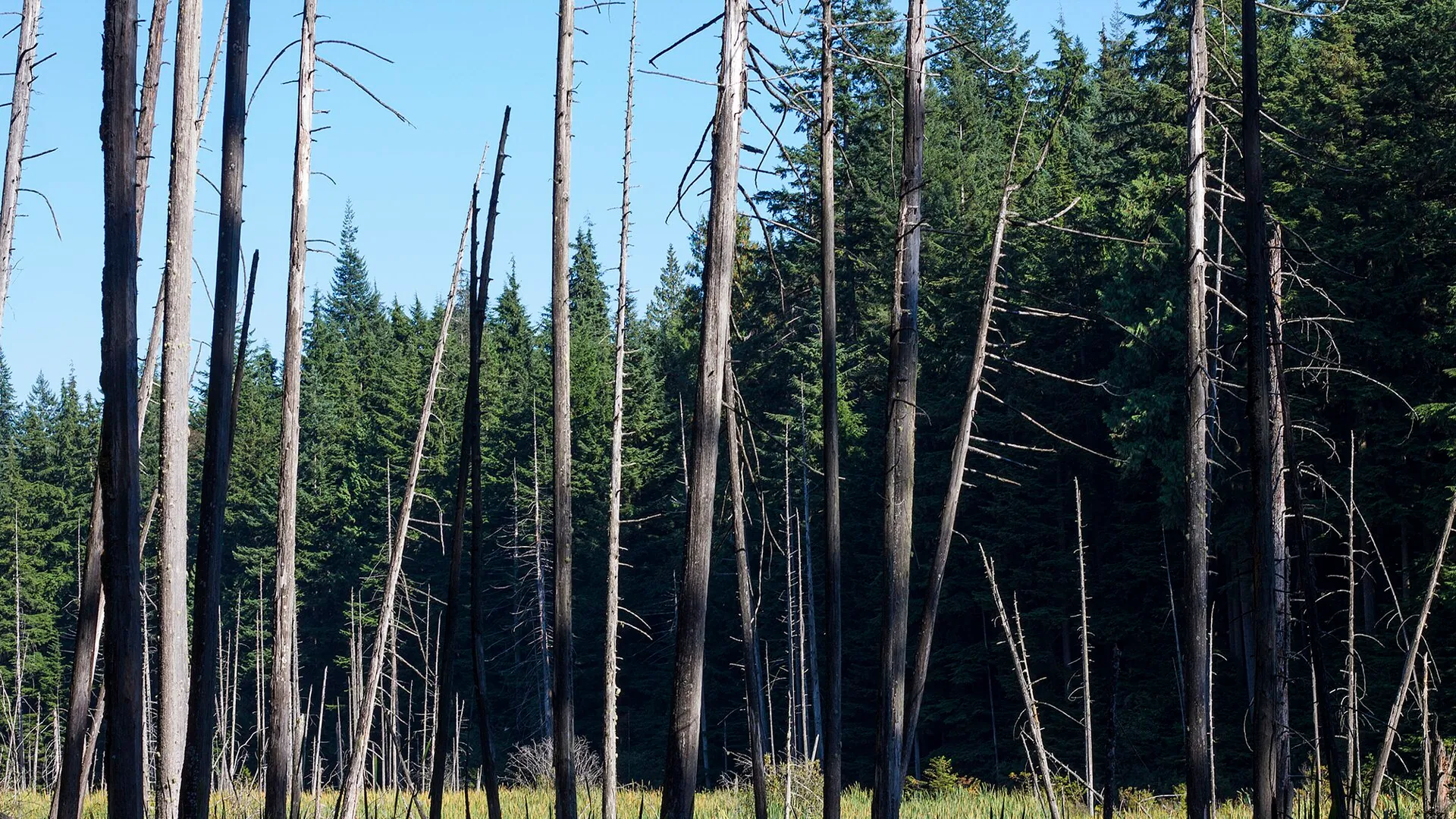 Wander the Drowned Forest at Woodhaven Swamp, Belcarra Regional Park, Woodhaven Swamp / Sasamat area, off Bedwell Bay Road, Vancouver BC