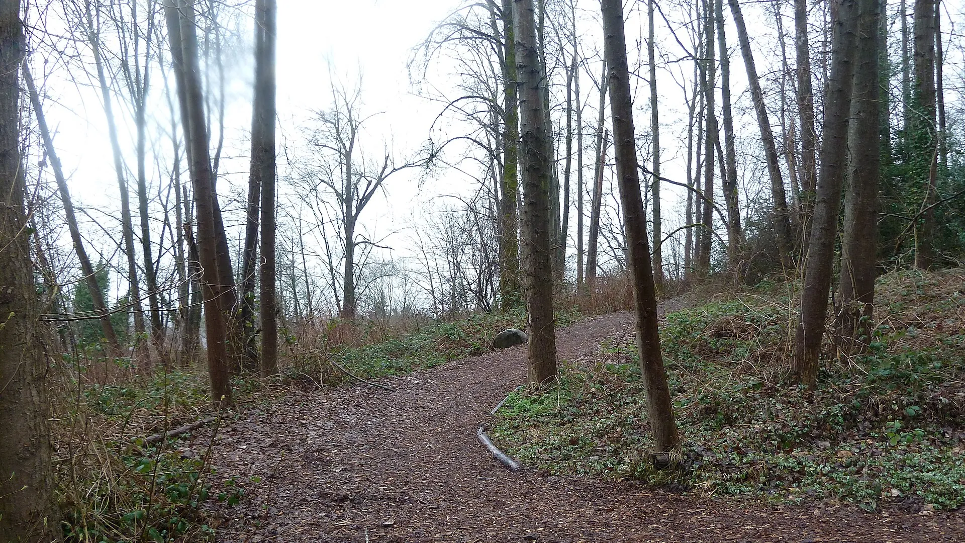 Wander the Forest at Everett Crowley Park, Champlain Heights / Killarney, off Kerr Street, Vancouver BC