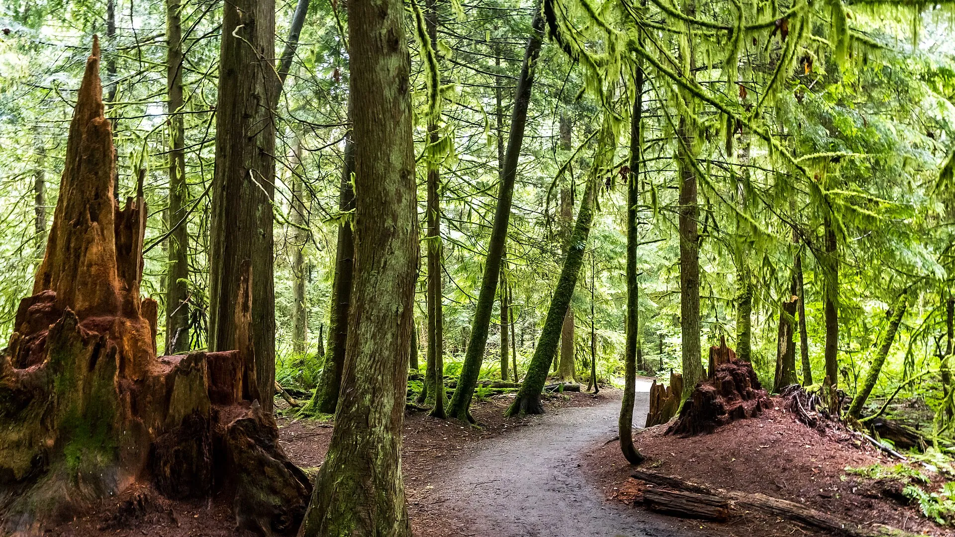 Lose Yourselves in Pacific Spirit Park, Pacific Spirit Regional Park, around UBC, Vancouver BC