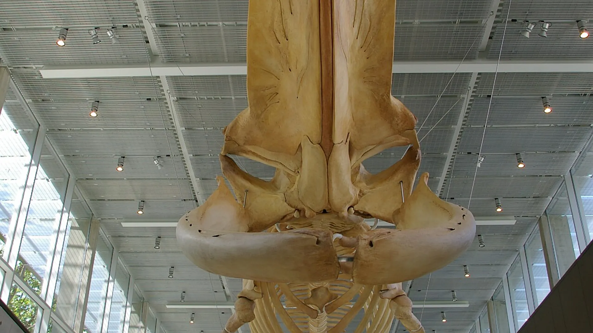 Stand Beneath the Blue Whale at the Beaty, UBC, Main Mall, Vancouver BC