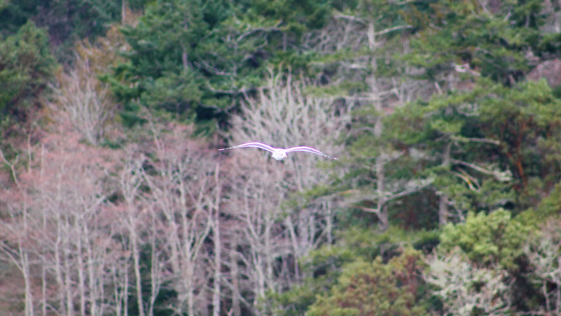 Driftwood and Swans at Esquimalt Lagoon, Coburg Peninsula, Ocean Blvd, below Royal Roads University, Victoria BC