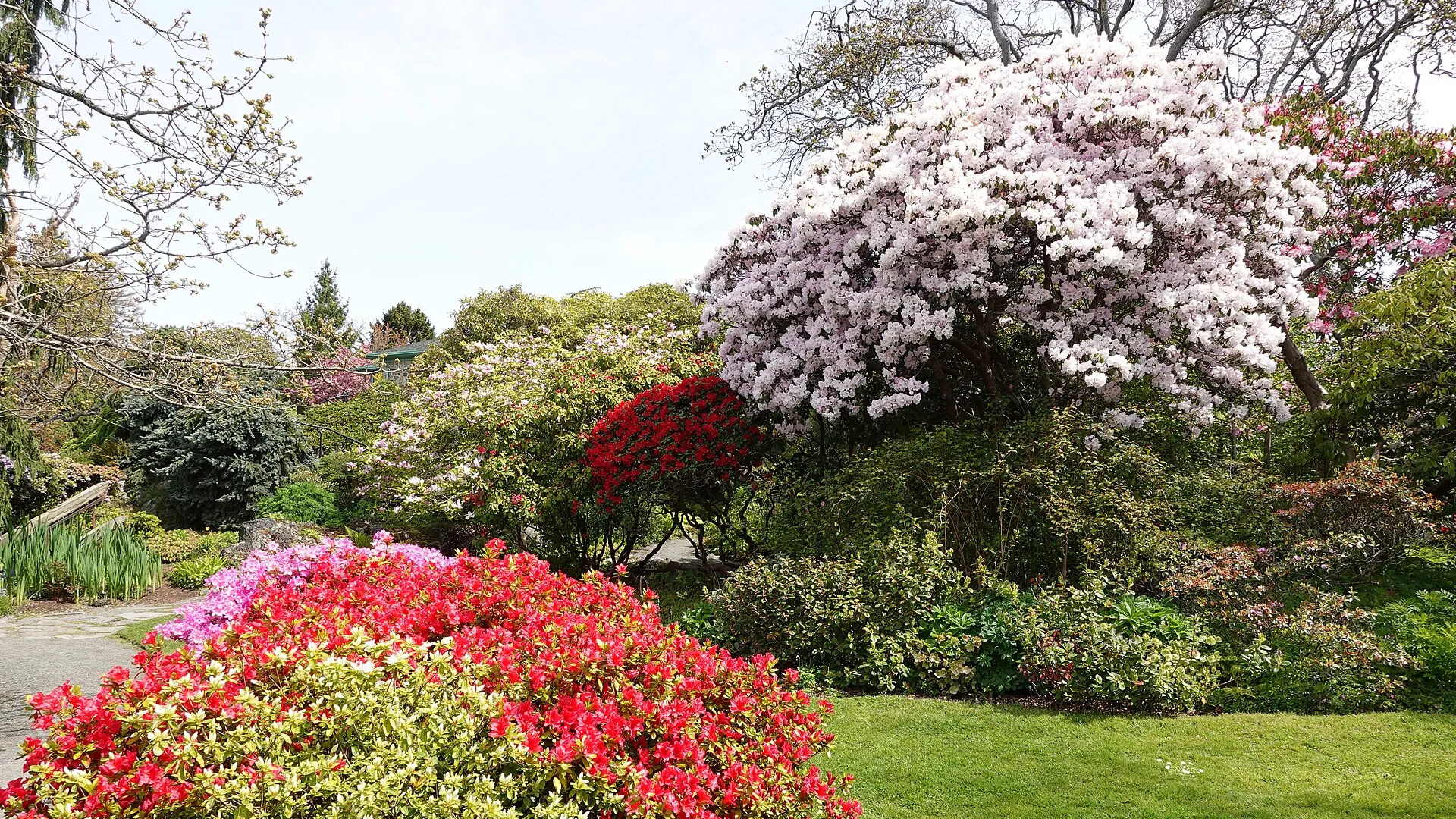 Hidden Rhododendrons at Abkhazi Garden, Abkhazi Garden, Fairfield, Victoria BC