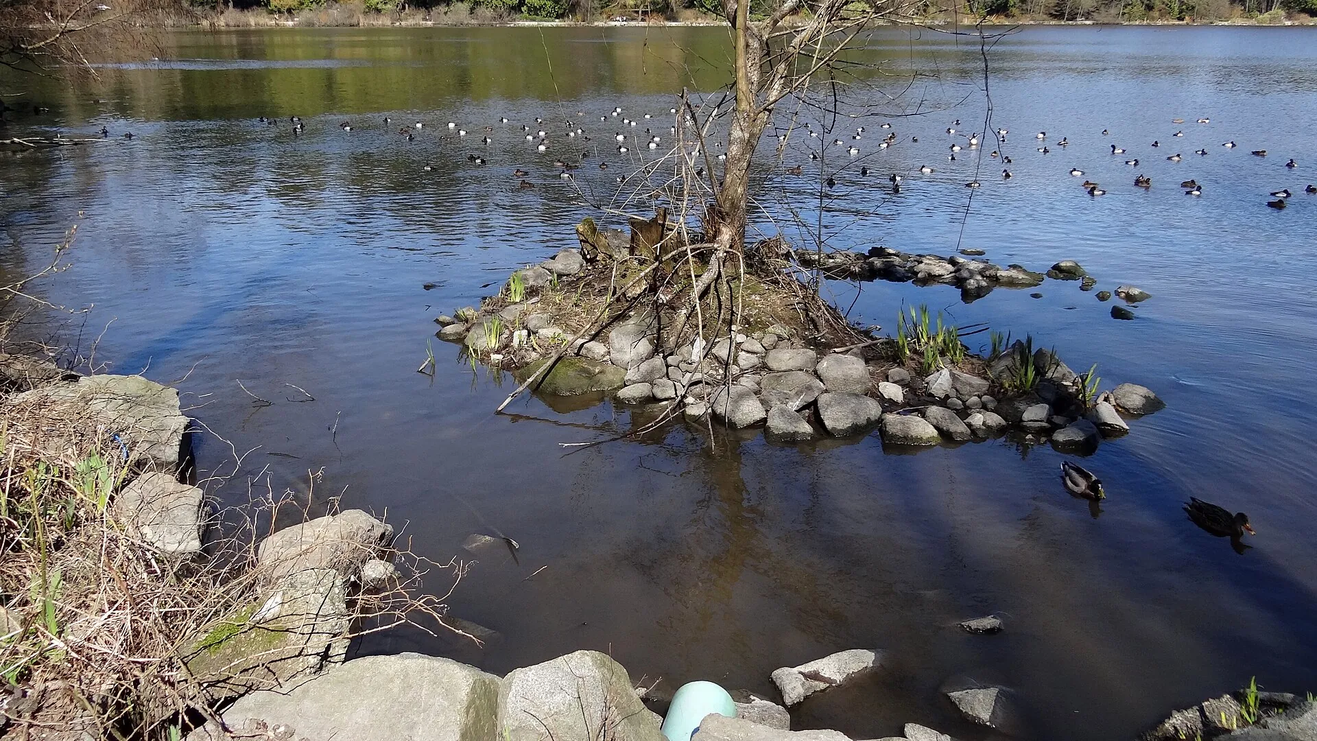 Slow Loop Around Lost Lagoon, Lost Lagoon, Stanley Park, Vancouver BC