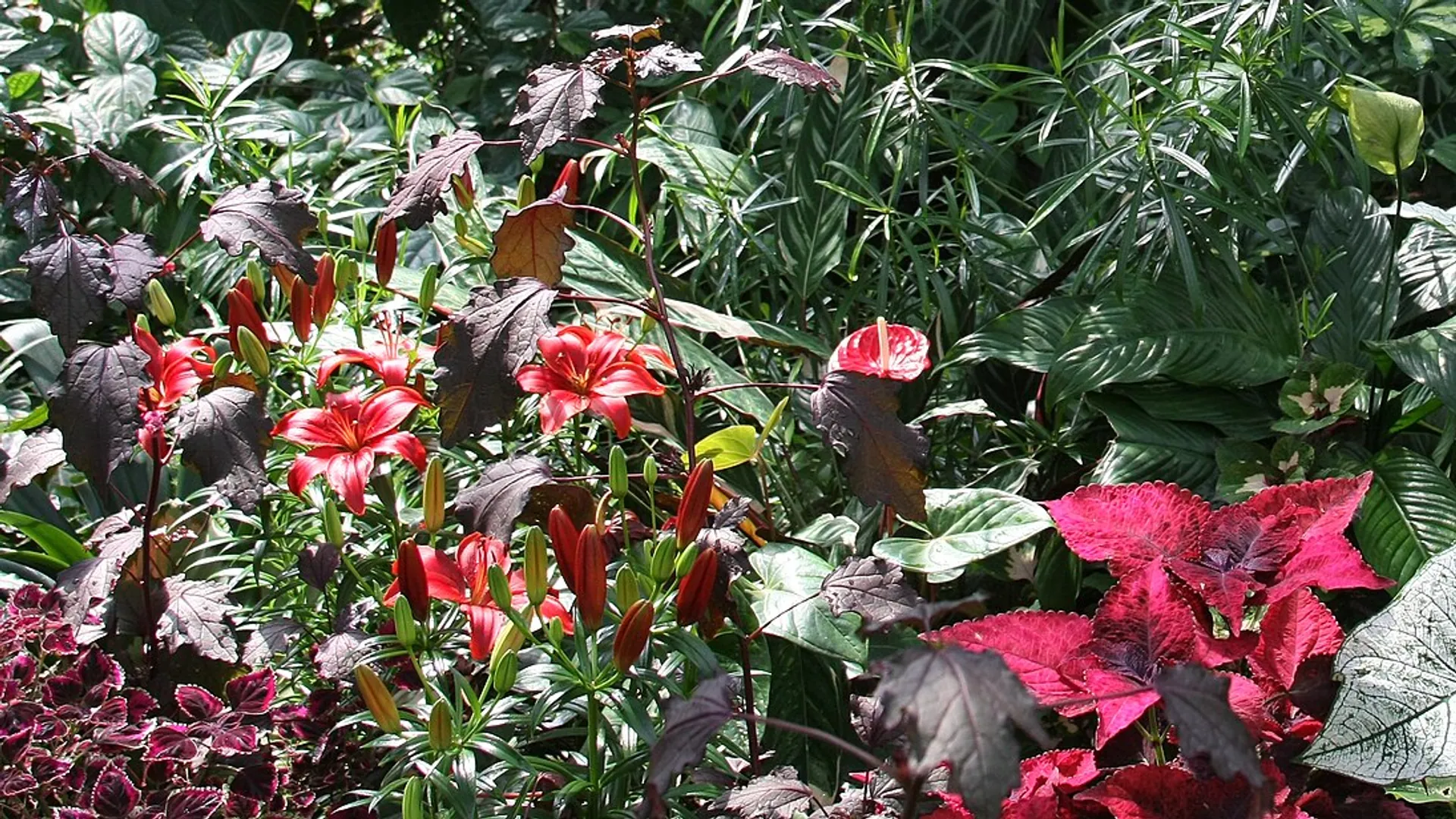 Tropical Escape at Bloedel Conservatory, Queen Elizabeth Park, Vancouver BC