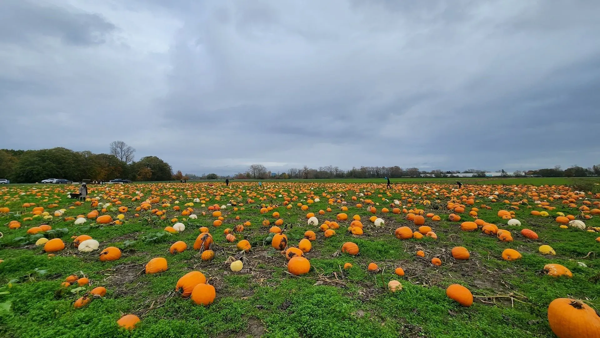 Rondriso Farms Pumpkin Patch, Rondriso Farms, Cloverdale, Vancouver BC