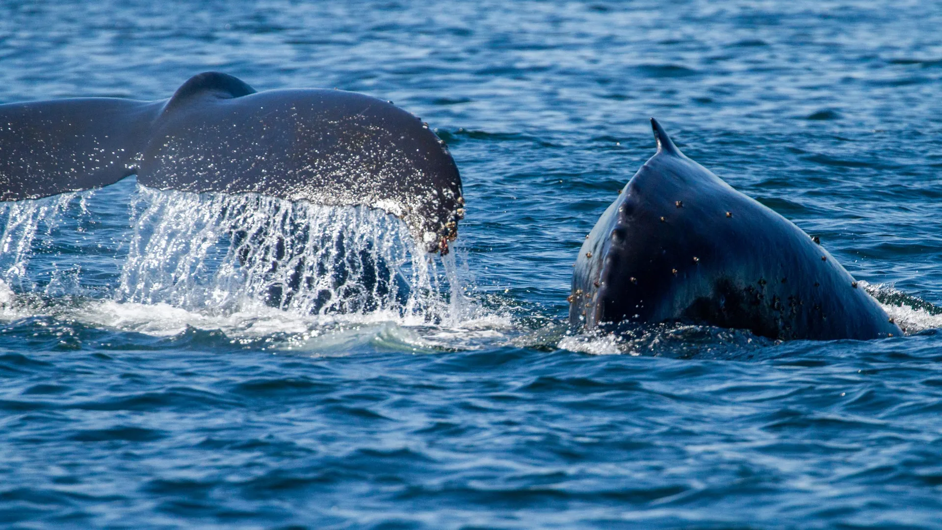 Sidney Whale Watching Tour, Port Sidney Marina, Sidney-by-the-Sea, Victoria BC