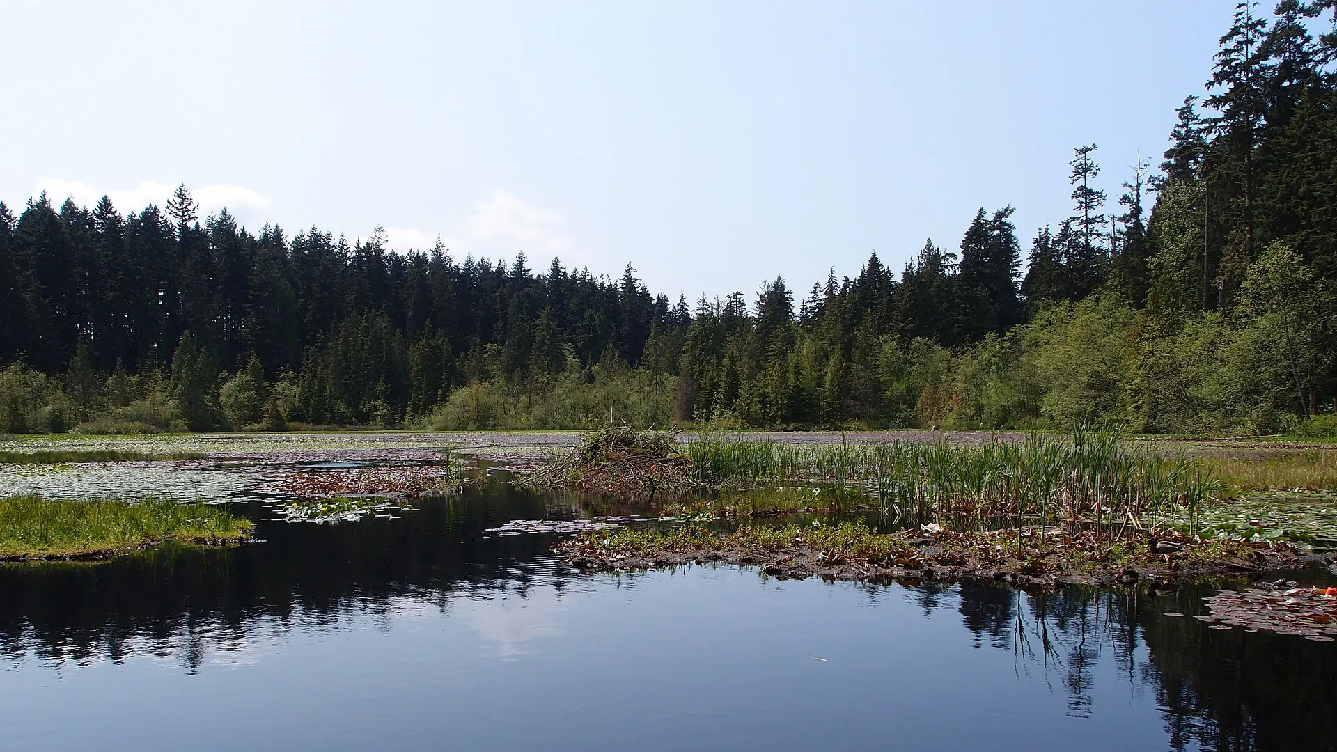 Walk Beaver Lake and the Tall Trees, Stanley Park interior, near Pipeline Road and the Stanley Park Causeway, Vancouver BC